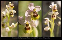 Ophrys-tenthredinifera-ssp-villosa